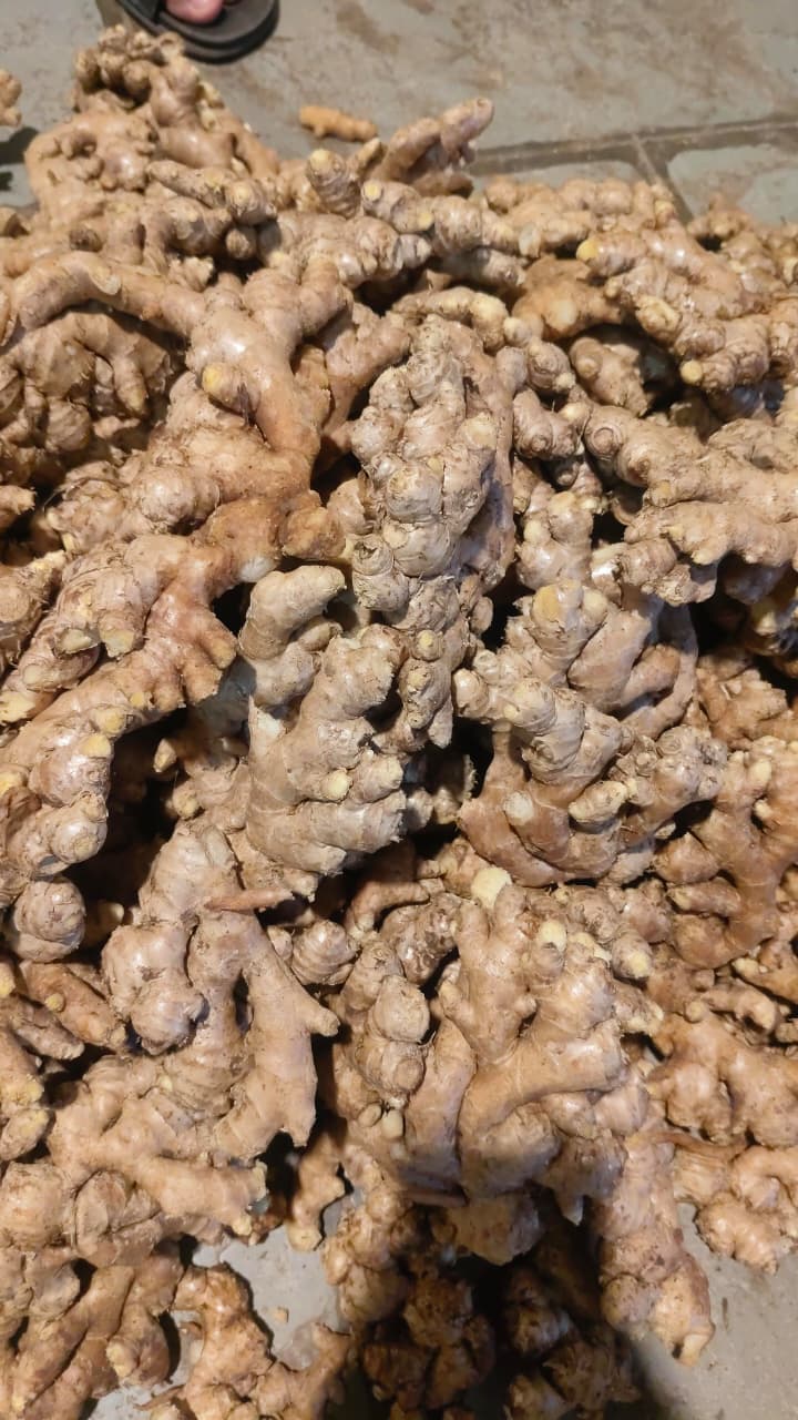 Dry Ginger - Image 1