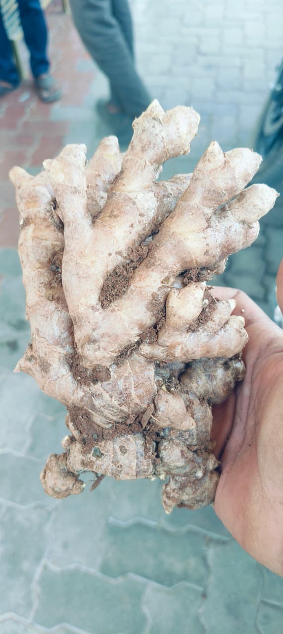 Fresh Ginger - Image 1